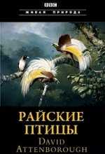 BBC. Живая Природа (Райские птицы) / Natural World. Birds of Paradise (PBS Nature. Birds of the Gods) (2010)