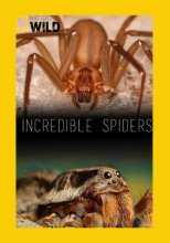 Удивительные пауки / Incredible spiders (2015)