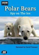 BBC. Белый медведь - Шпион во льдах (2010)